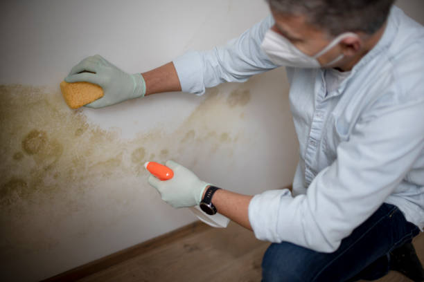 Professional Mold Remediation in Loris, SC